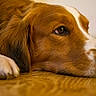 Tim a rejoint le concours — aidez-le/la à gagner de superbes lots ! dog, brown_and_white, sleeping, lying_down, paw, close_up, portrait, fur, floppy_ear, eye, nose, snout, wooden_floor, indoor, cozy, relaxed, resting, pet, animal, warm_lighting