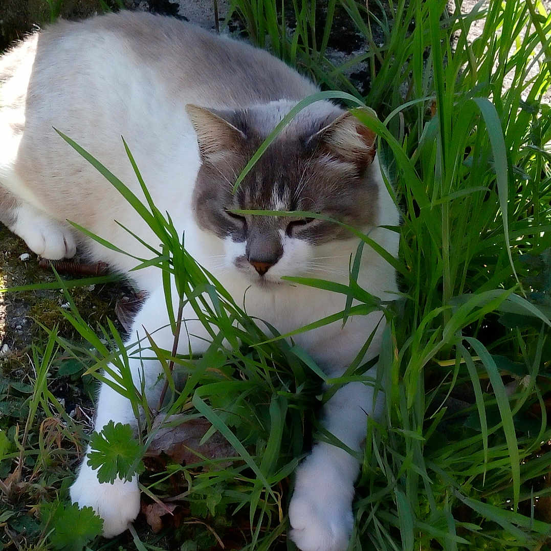Iggy