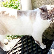 Iggy a rejoint le concours — aidez-le/la à gagner de superbes lots ! cat, feline, pet, animal, fluffy, cream_fur, gray_fur, blue_eyes, whiskers, ears, tail, standing, outdoor, sunlight, tree, grass, pavement, grate, shadow, portrait