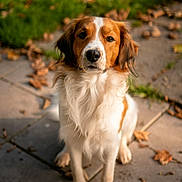 Oscar is registered to the contest to win money with this photo: dog, spaniel, pet, animal, portrait, sitting, outdoor, autumn, leaves, paved_patio, garden, brown_and_white, fluffy, long_ears, black_nose, looking_at_camera, sunlight, nature, companion, photography