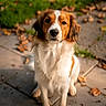 dog, spaniel, pet, animal, portrait, sitting, outdoor, autumn, leaves, paved_patio, garden, brown_and_white, fluffy, long_ears, black_nose, looking_at_camera, sunlight, nature, companion, photography