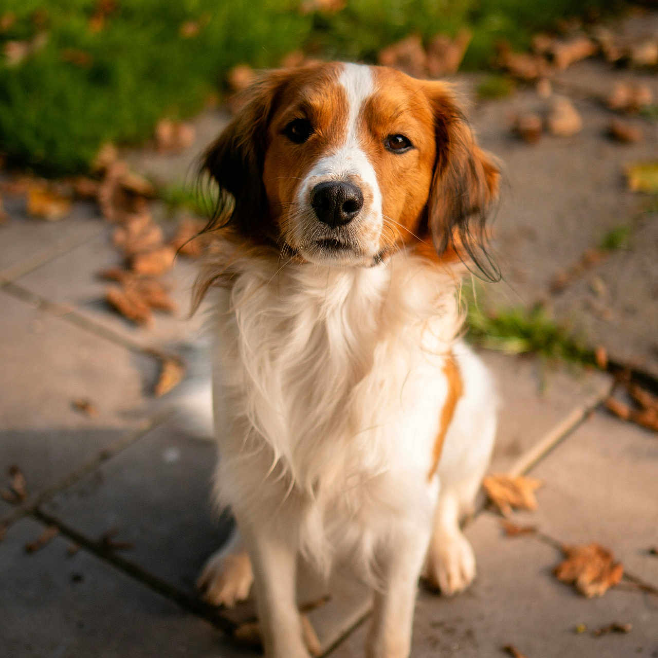Oscar is registered to the contest to win money with this photo: dog, spaniel, pet, animal, portrait, sitting, outdoor, autumn, leaves, paved_patio, garden, brown_and_white, fluffy, long_ears, black_nose, looking_at_camera, sunlight, nature, companion, photography