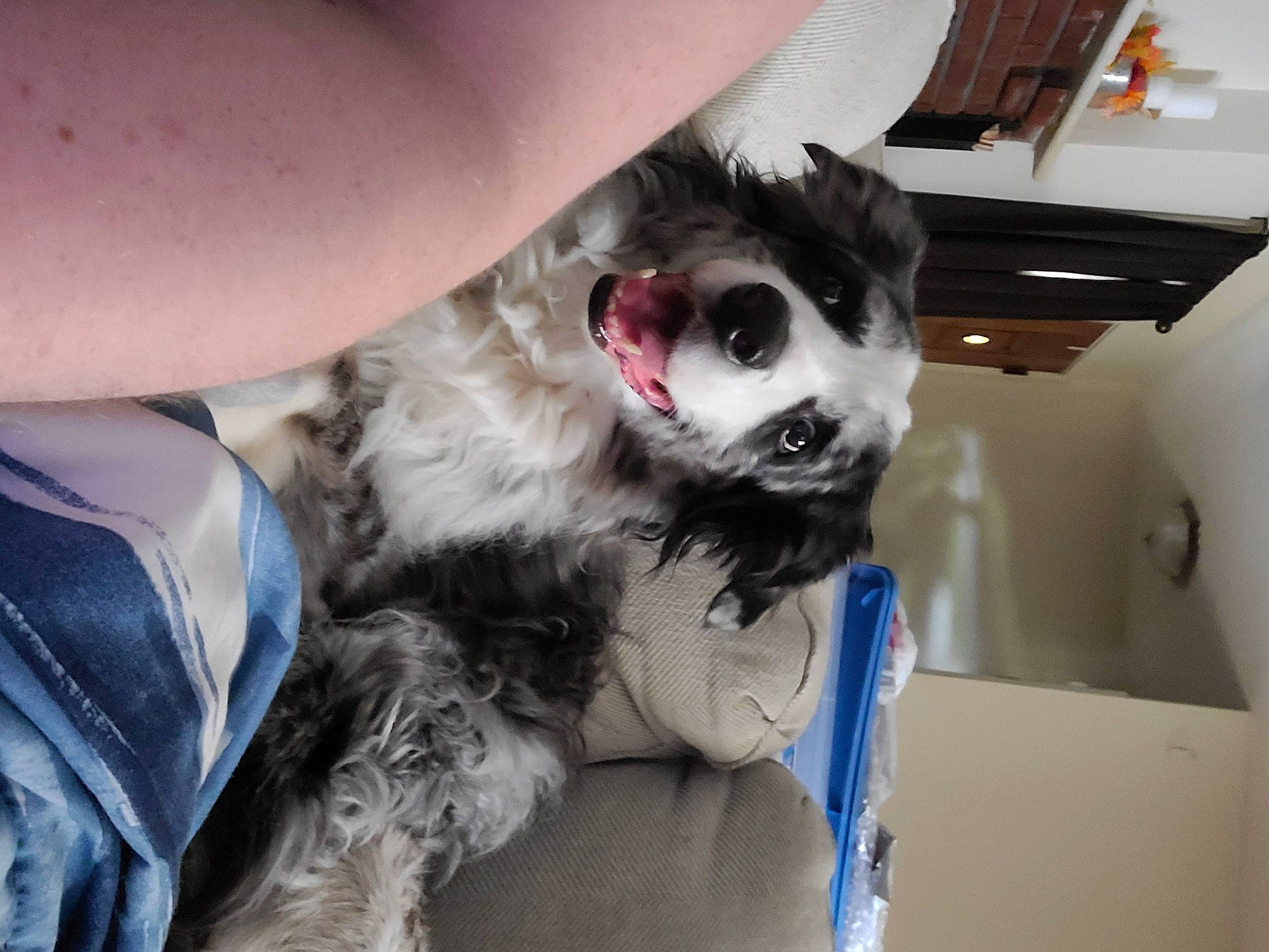 Bandit joined the competition — help win amazing prizes! canidae, carnivore, comfort, companion_dog, dog, dog_breed, dog_collar, dog_supply, eyewear, fawn, foot, fur, human_leg, paw, puppy, snout, sporting_group, toy, toy_dog, whiskers