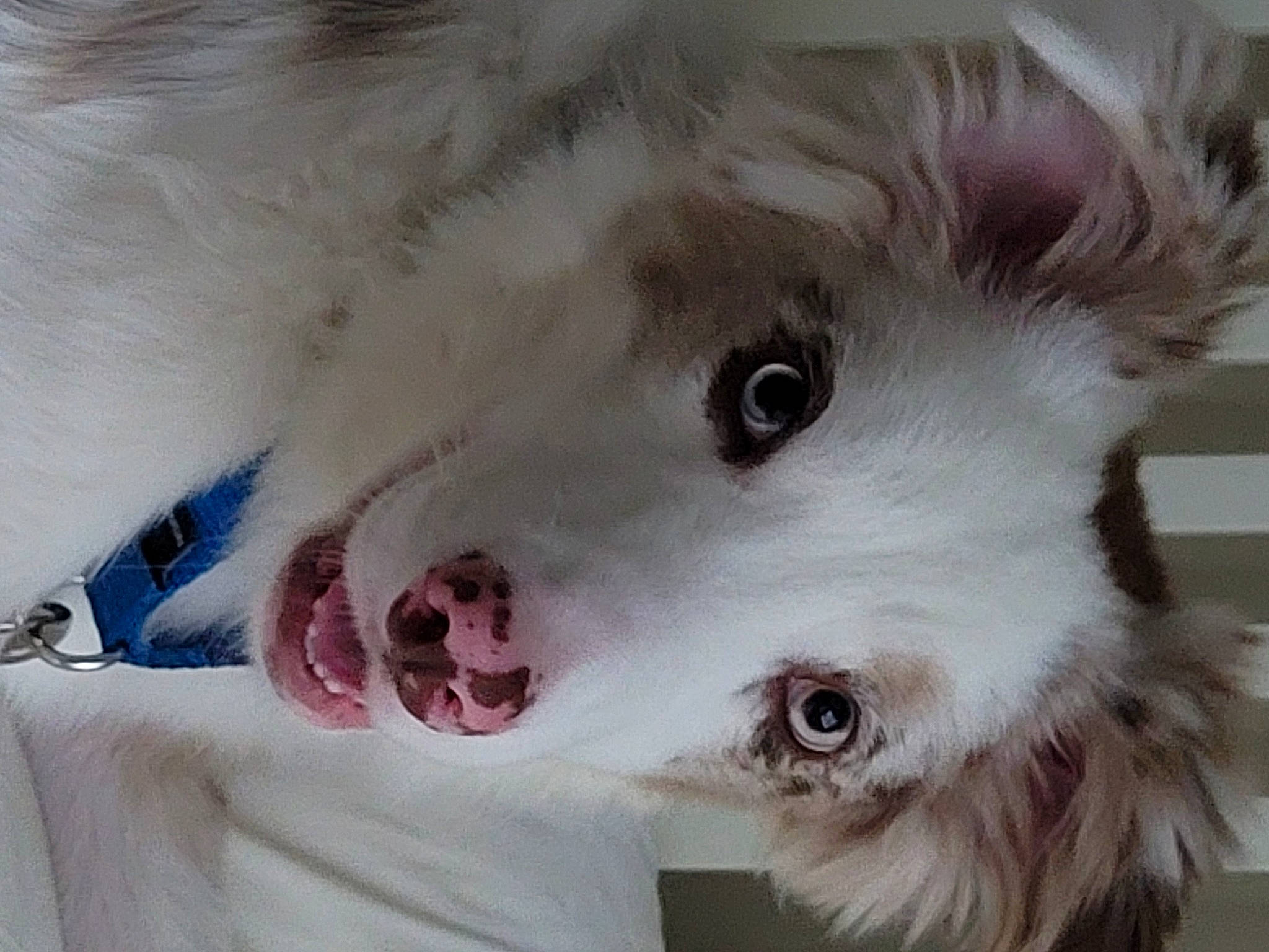 Ducky is registered to the contest to win money with this photo: american_eskimo_dog, canidae, carnivore, companion_dog, dog, dog_breed, ear, eye, fang, fawn, fur, head, indian_spitz, jaw, snout, sporting_group, volpino_italiano, whiskers, white, working_animal