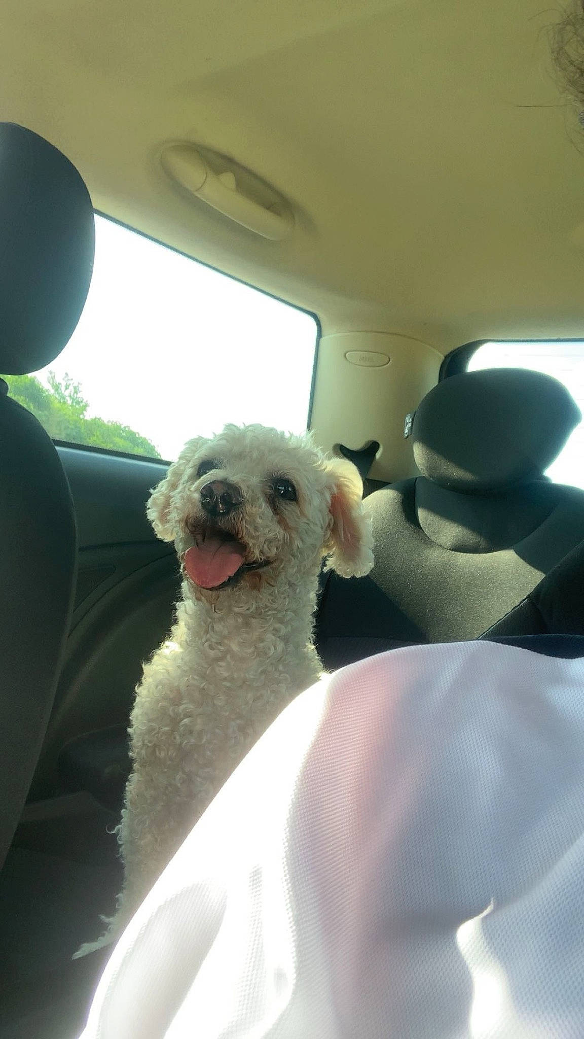 Choupi participe au concours pour gagner de l'argent avec cette photo : auto_part, automotive_exterior, automotive_mirror, car, car_seat, car_seat_cover, carnivore, comfort, companion_dog, dog, dog_breed, head_restraint, motor_vehicle, smile, snout, vehicle, vehicle_door, white, window, windshield