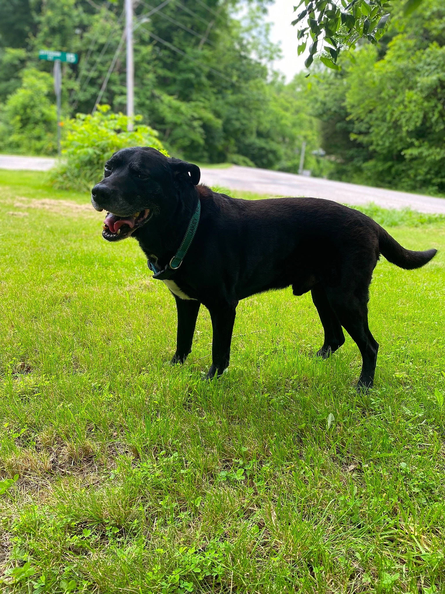 Jakey is registered to the contest to win money with this photo: borador, canidae, carnivore, collar, companion_dog, dog, dog_breed, dog_collar, fawn, grass, grassland, groundcover, gun_dog, plant, snout, sporting_group, tail, terrestrial_animal, tree, working_animal