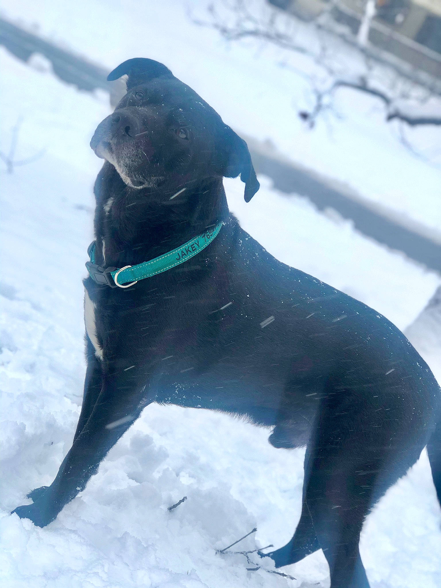 Jakey joined the competition — help win amazing prizes! borador, canidae, carnivore, collar, dog, dog_breed, dog_collar, electric_blue, fawn, freezing, guard_dog, hunting_dog, non_sporting_group, pet_supply, snow, sporting_group, tail, winter, working_animal, working_dog