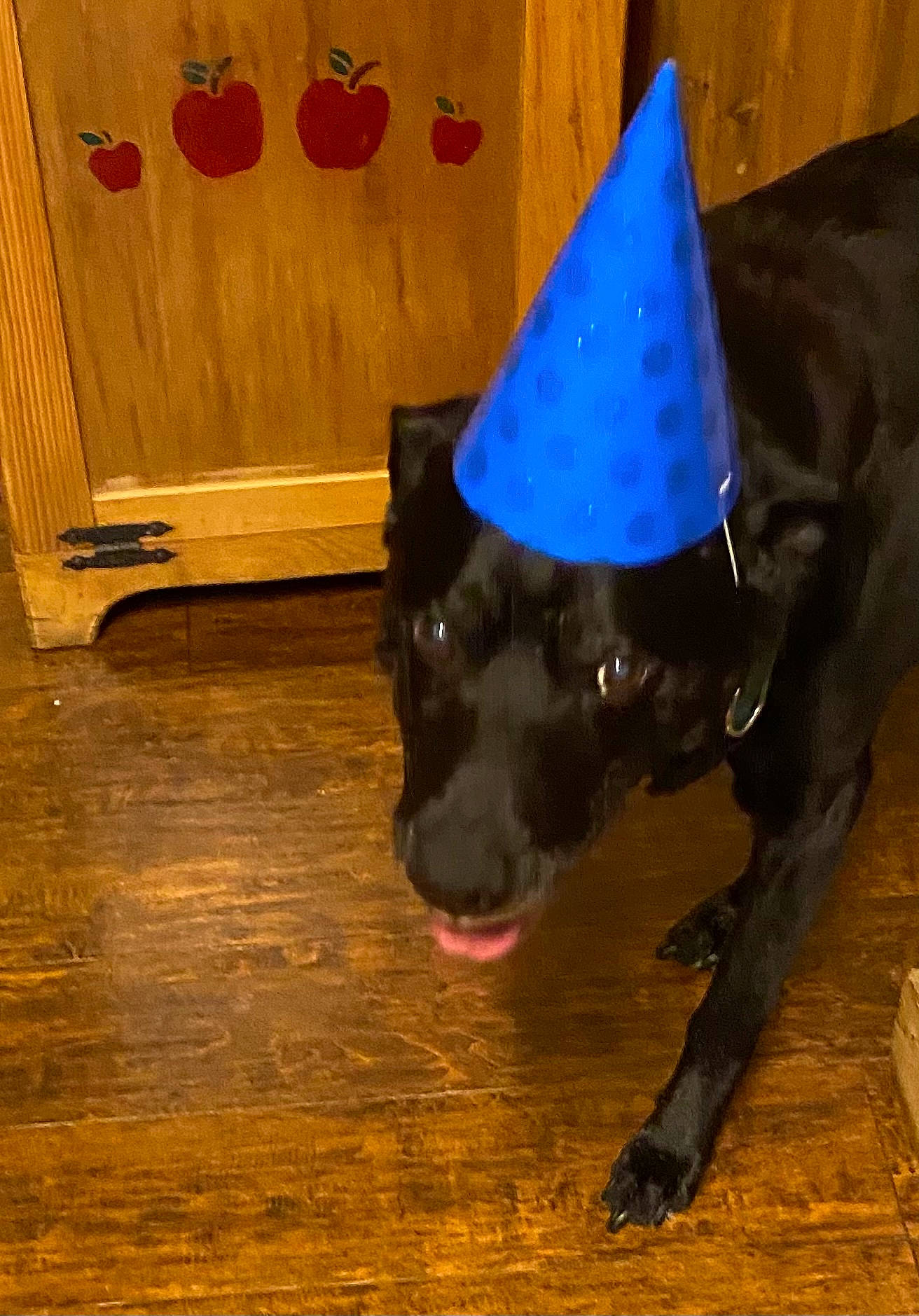 Jakey is registered to the contest to win money with this photo: canidae, carnivore, cone, dog, dog_breed, dog_supply, electric_blue, fashion_accessory, flooring, hardwood, party_hat, party_supply, plank, snout, sporting_group, triangle, varnish, wood, wood_stain, working_animal