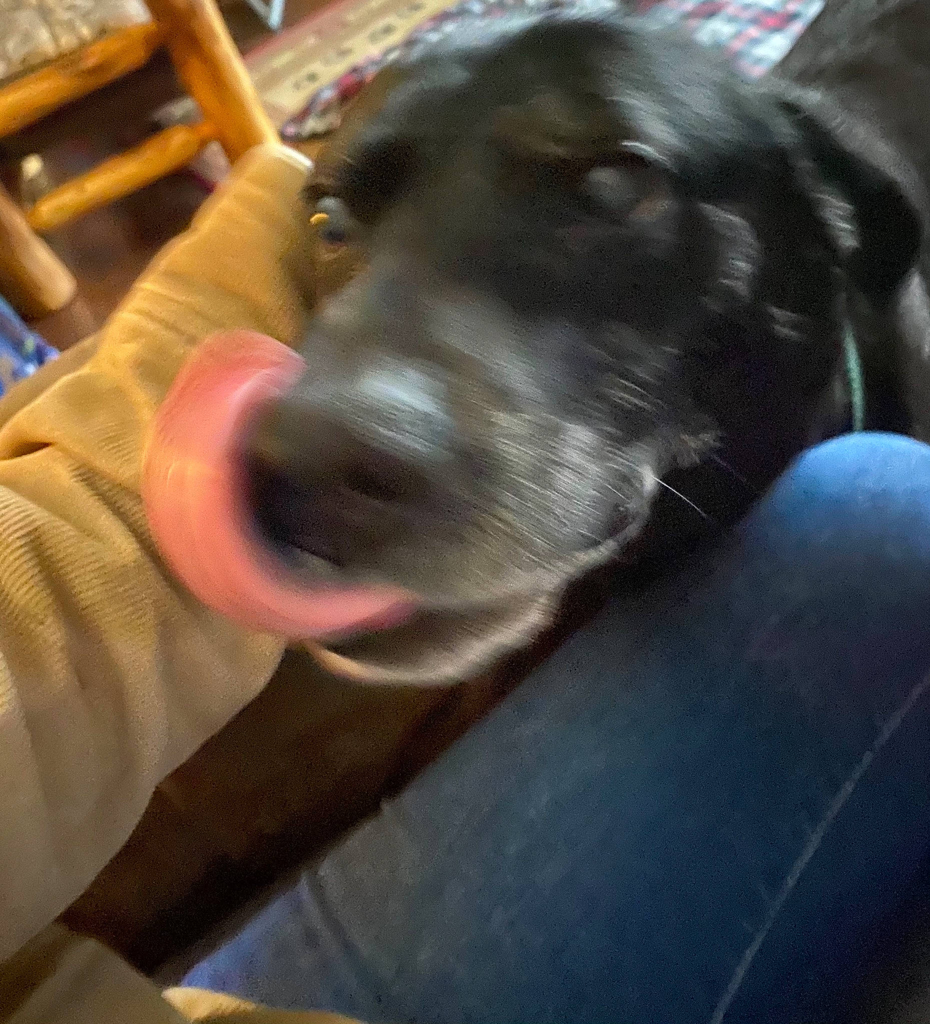 Jakey is registered to the contest to win money with this photo: canidae, carnivore, comfort, companion_dog, dog, dog_breed, ear, fang, fawn, fur, guard_dog, non_sporting_group, selfie, snout, sporting_group, whiskers, working_animal, working_dog