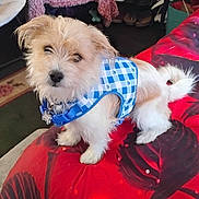 Benjeez joined the competition — help win amazing prizes! dog, puppy, small_dog, blue_harness, pet_tag, fur, bed, red_bedspread, blanket, indoor, bedroom, shoe_rack, shoes, stuffed_toy, portrait, cute, looking_up, furniture, floor, accessory