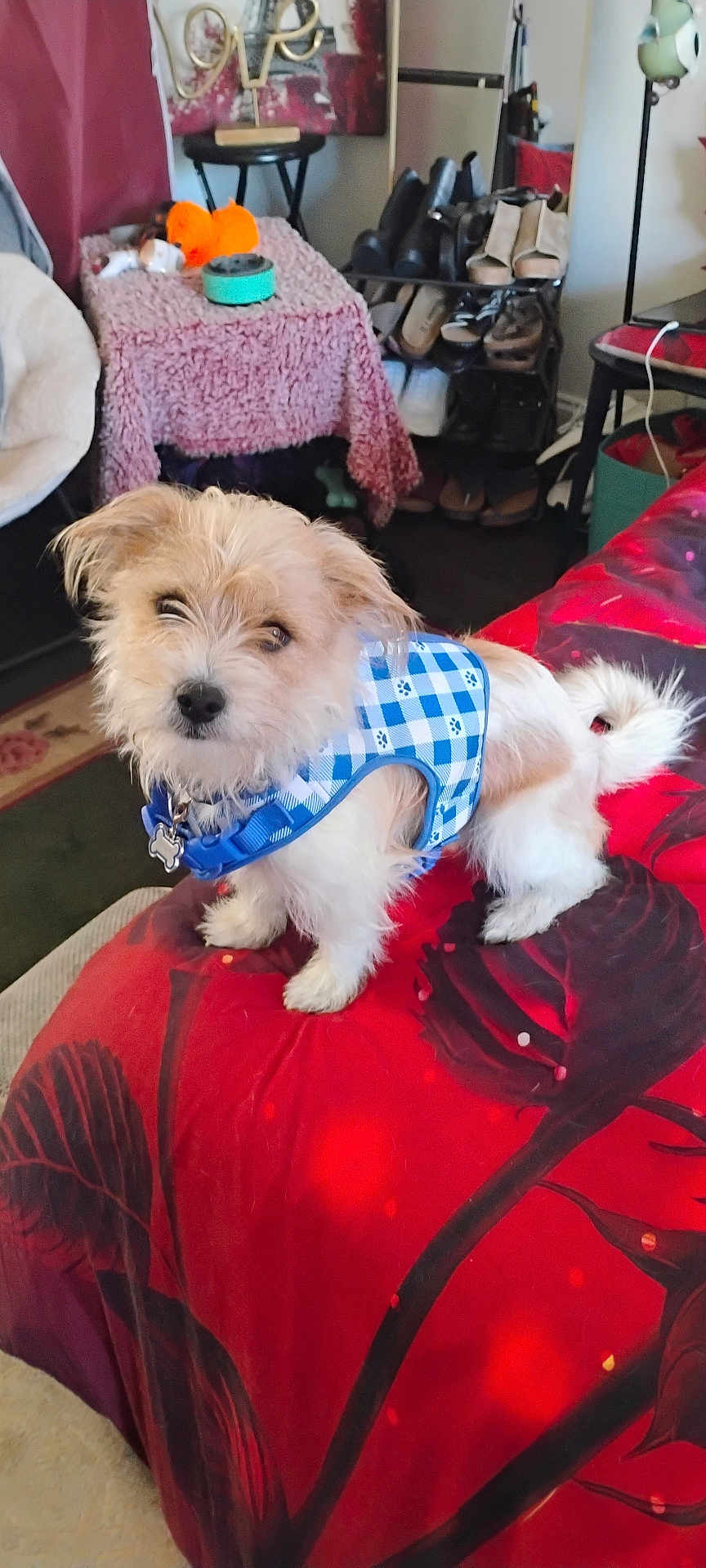 Benjeez joined the competition — help win amazing prizes! dog, puppy, small_dog, blue_harness, pet_tag, fur, bed, red_bedspread, blanket, indoor, bedroom, shoe_rack, shoes, stuffed_toy, portrait, cute, looking_up, furniture, floor, accessory