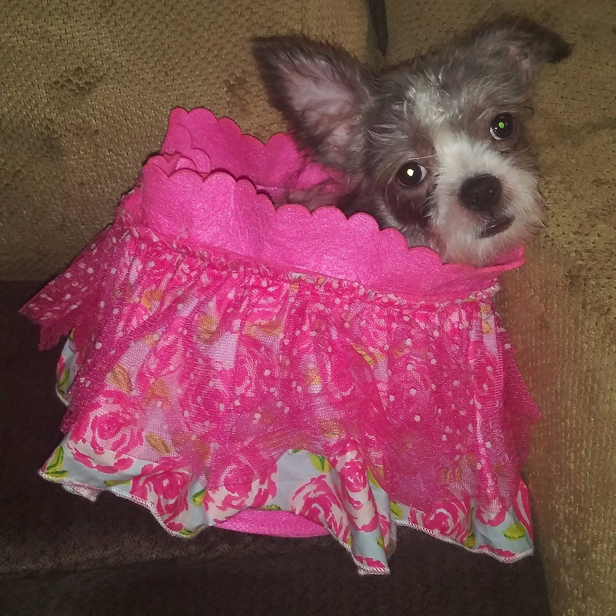 Dixie is registered to the contest to win money with this photo: canidae, carnivore, companion_dog, costume, dog, dog_breed, dog_clothes, dog_supply, morkie, outerwear, pink, puppy, toy_dog