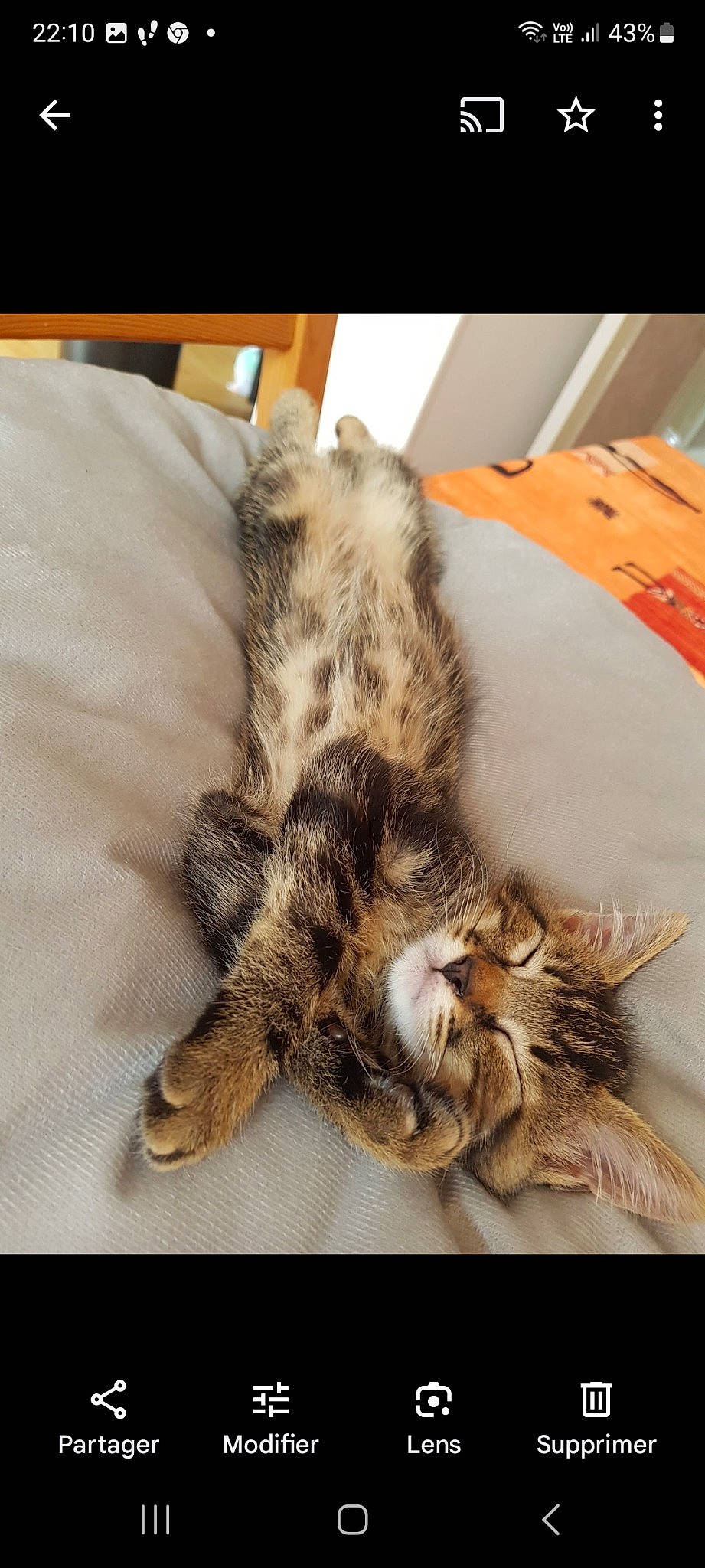 Rio a rejoint le concours — aidez-le/la à gagner de superbes lots ! carnivore, cat, claw, comfort, domestic_short_haired_cat, felidae, fur, metal, nap, paw, small_to_medium_sized_cats, tail, terrestrial_animal, whiskers, wood