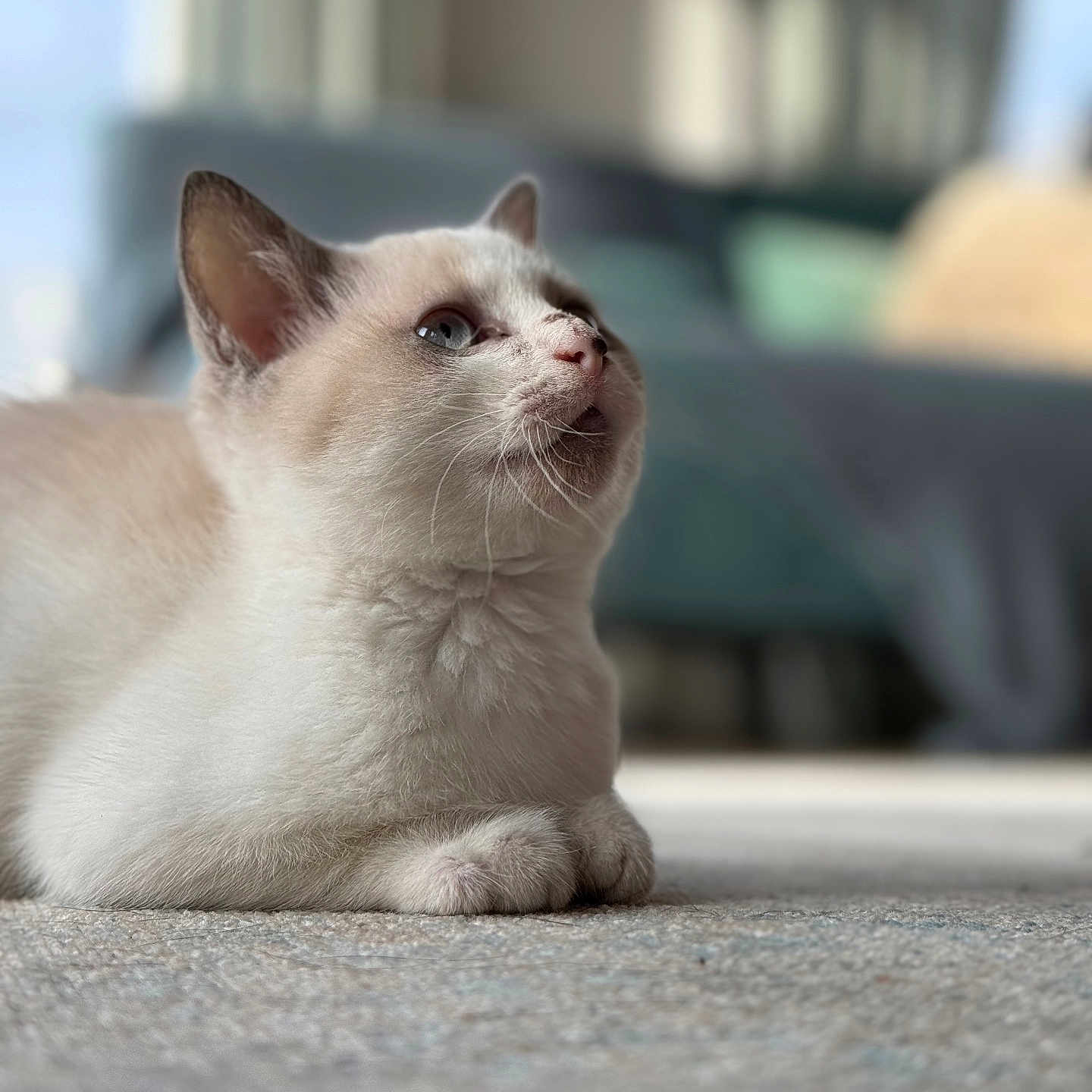 Chat-Choue a rejoint le concours — aidez-le/la à gagner de superbes lots ! animal, blue_eyes, carpet, cat, closeup, couch, cozy, curious, domestic, feline, fur, household, indoor, lying_down, mammal, pet, relaxed, side_view, soft_focus, whiskers
