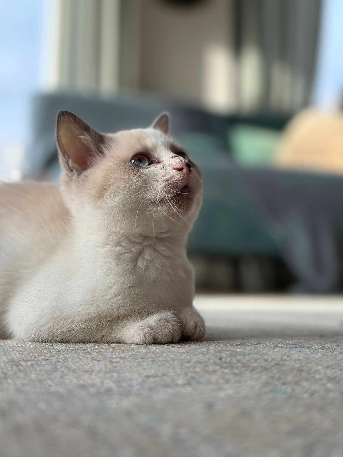 Chat-Choue a rejoint le concours — aidez-le/la à gagner de superbes lots ! cat, blue_eyes, indoor, carpet, feline, pet, animal, curious, lying_down, soft_focus, cozy, couch, domestic, whiskers, fur, closeup, side_view, relaxed, household, mammal