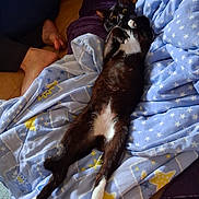 Theodore joined the competition — help win amazing prizes! cat, black_and_white_cat, blanket, star_pattern, blue_blanket, couch, furniture, indoor, relaxed, lying_down, pet, animal, paws, fur, wide_eyes, person, feet, bare_feet, cozy, comfort