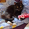 Theodore is registered to the contest to win money with this photo: cat, black_cat, yellow_eyes, toy, blanket, stars, cozy, indoor, pet, animal, relaxing, paws, fur, whiskers, cute, domestic_cat, resting, comfort, lying_down, playful