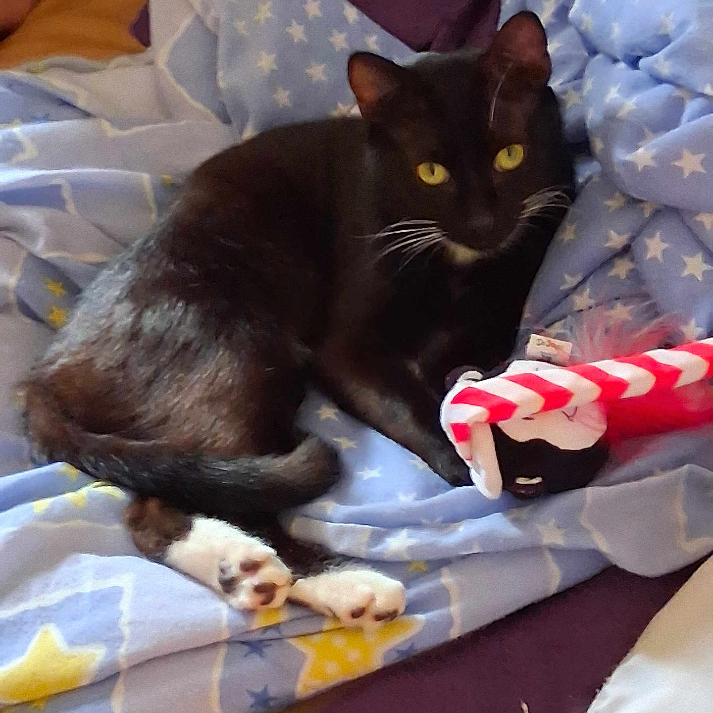 Theodore is registered to the contest to win money with this photo: cat, black_cat, yellow_eyes, toy, blanket, stars, cozy, indoor, pet, animal, relaxing, paws, fur, whiskers, cute, domestic_cat, resting, comfort, lying_down, playful