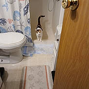 Callie is registered to the contest to win money with this photo: cat, bathroom, shower, shower_curtain, toilet, bathroom_rug, door, wood, floor, tile_floor, domestic, curious, calico_cat, indoor, home, plumbing, fixture, small_space, clean, white