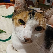 Callie is registered to the contest to win money with this photo: cat, close_up, pet, animal, feline, whiskers, resting, quilt, blanket, indoor, fur, ears, eyes, nose, tabby, cute, domestic, mammal, face, sleepy