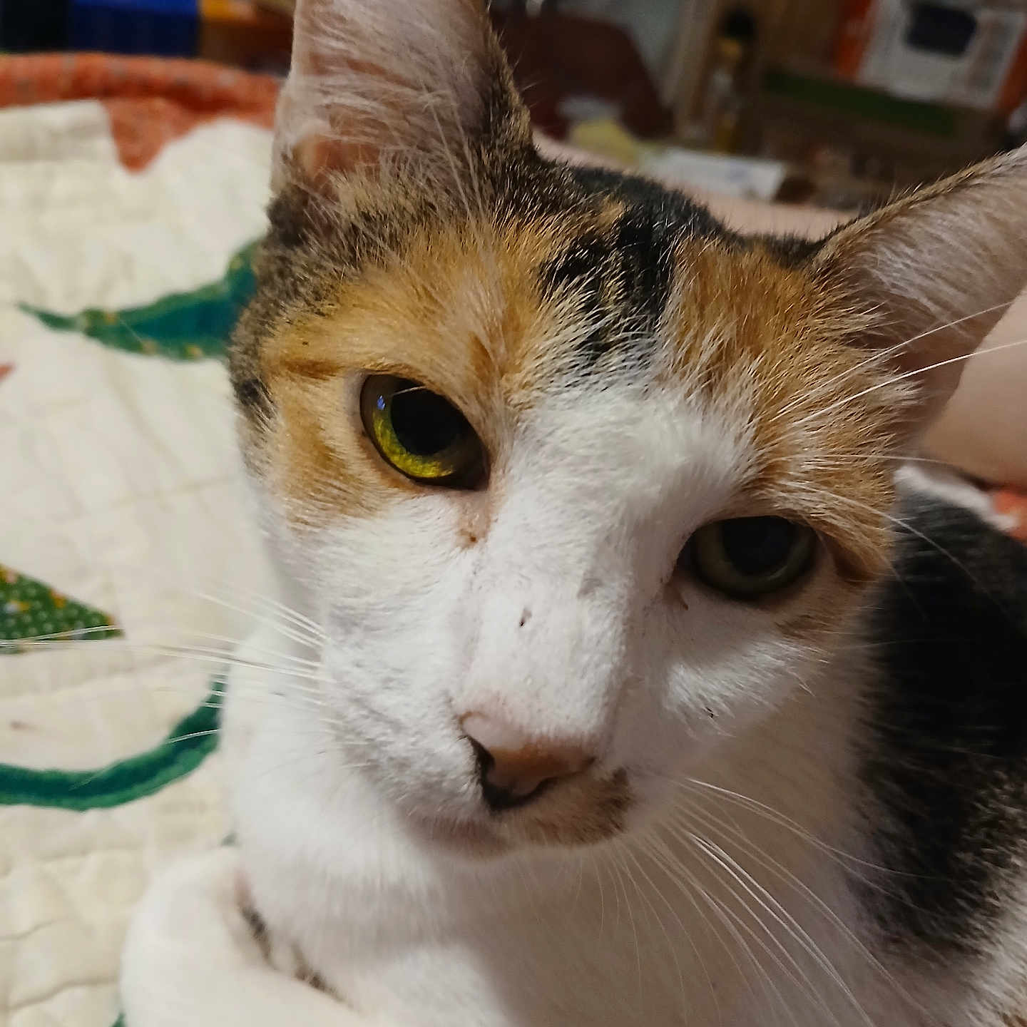 Callie is registered to the contest to win money with this photo: animal, blanket, cat, close_up, cute, domestic, ears, eyes, face, feline, fur, indoor, mammal, nose, pet, quilt, resting, sleepy, tabby, whiskers