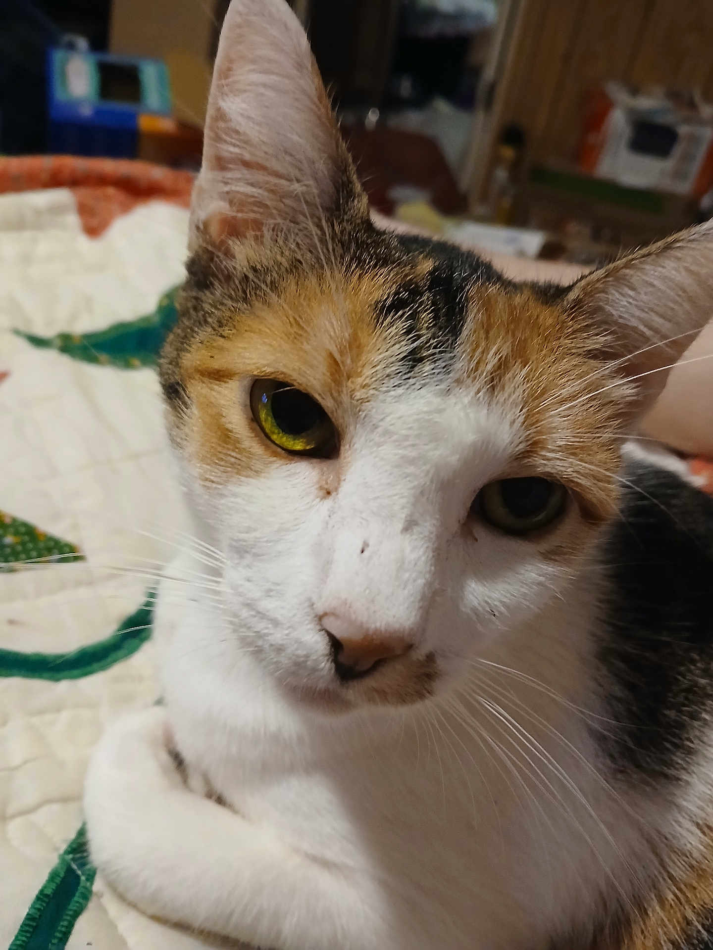 Callie