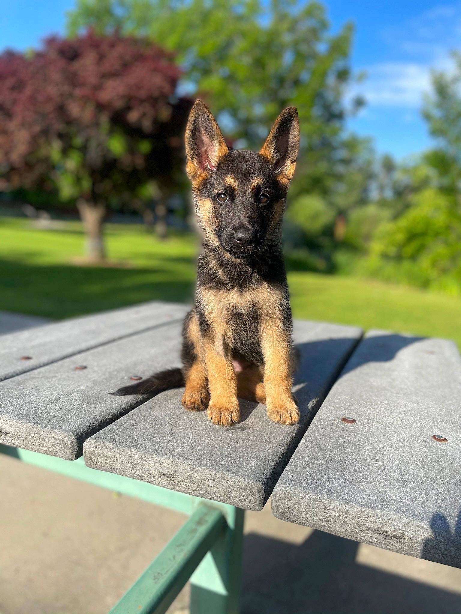Remi is registered to the contest to win money with this photo: canidae, carnivore, cloud, companion_dog, dog, dog_breed, fawn, grass, outdoor_furniture, plant, sky, snout, sporting_group, table, tail, terrestrial_animal, tree, working_dog
