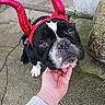 dog, bulldog, pet, animal, black_and_white, horns, costume, red, funny, portrait, close_up, face, eyes, nose, paws, chin_scratch, hand, outdoor, stone_pavement, playful