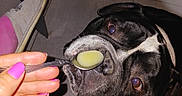 Riky participe au concours pour gagner de l'argent avec cette photo : dog, black_and_white, pet, animal, face, eyes, snout, nose, mouth, spoon, food, feeding, hand, pink_nails, indoor, tile_floor, sneaker, close_up, flash_photography, funny