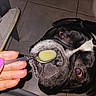 dog, black_and_white, pet, animal, face, eyes, snout, nose, mouth, spoon, food, feeding, hand, pink_nails, indoor, tile_floor, sneaker, close_up, flash_photography, funny