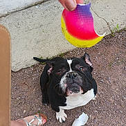 Riky participe au concours pour gagner de l'argent avec cette photo : dog, bulldog, black_and_white, pet, animal, face, eyes, ears, sitting, outdoor, gravel, sidewalk, concrete, toy, colorful, hand, human, foot, sandal, playful