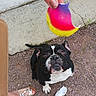 dog, bulldog, black_and_white, pet, animal, face, eyes, ears, sitting, outdoor, gravel, sidewalk, concrete, toy, colorful, hand, human, foot, sandal, playful