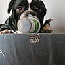 bulldog, dog, cat, tabby, pet, animal, plastic_container, container, indoors, portrait, close_up, funny, staring, black_white, brown, box, fabric, couch, home, comical