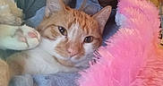 Rouky a rejoint le concours — aidez-le/la à gagner de superbes lots ! abyssinian, accessories, angora, animal, blanket, cat, clothing, face, featherboa, fur, head, kitten, manx, person, pet, purple, selfie, siamese, sleeping, strap