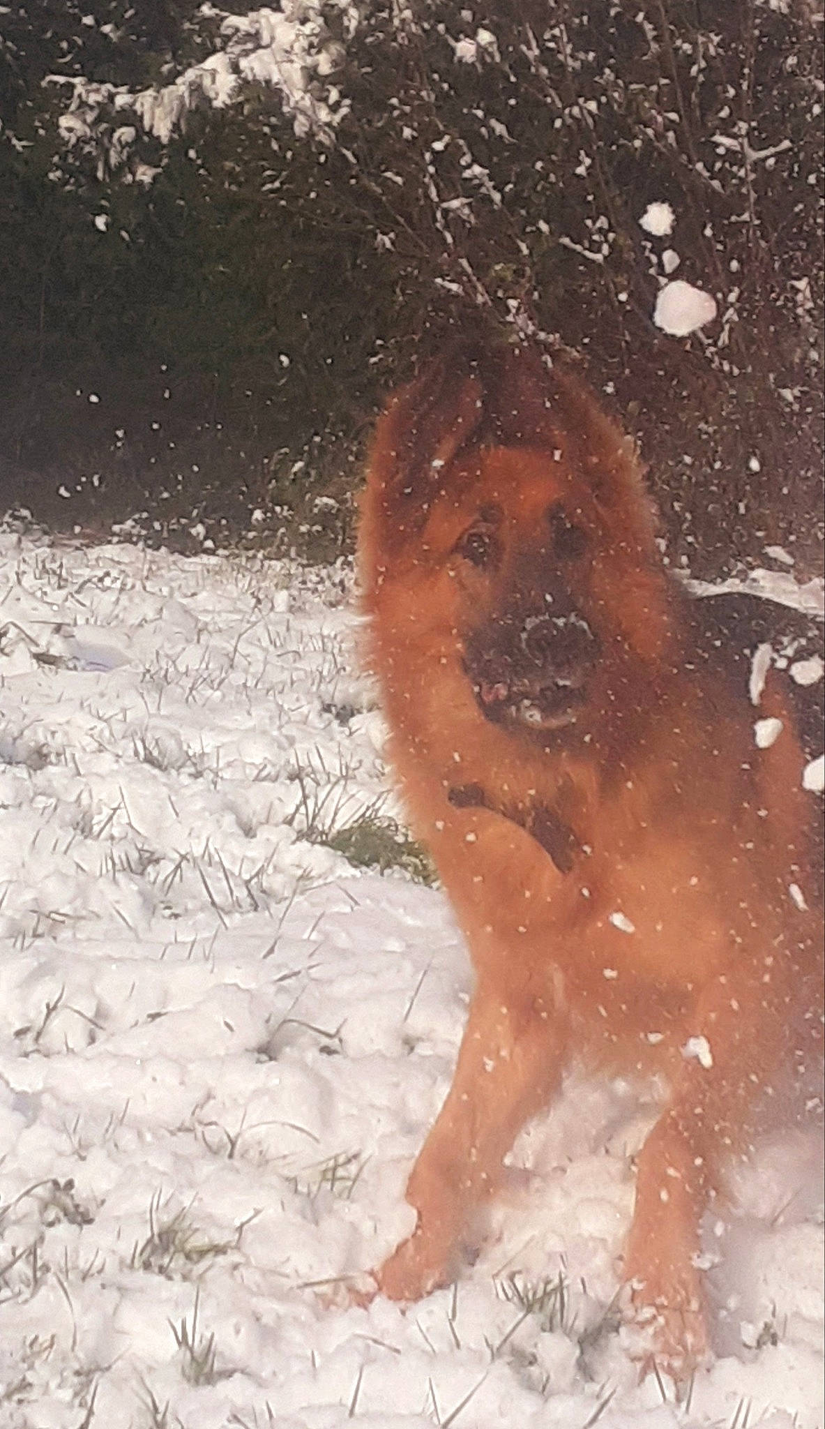 Puma a rejoint le concours — aidez-le/la à gagner de superbes lots ! bathing, canidae, carnivore, companion_dog, dog, dog_breed, fawn, freezing, fur, liver, playing_in_the_snow, precipitation, rhesus_macaque, snout, snow, sporting_group, tail, winter, winter_storm, working_animal