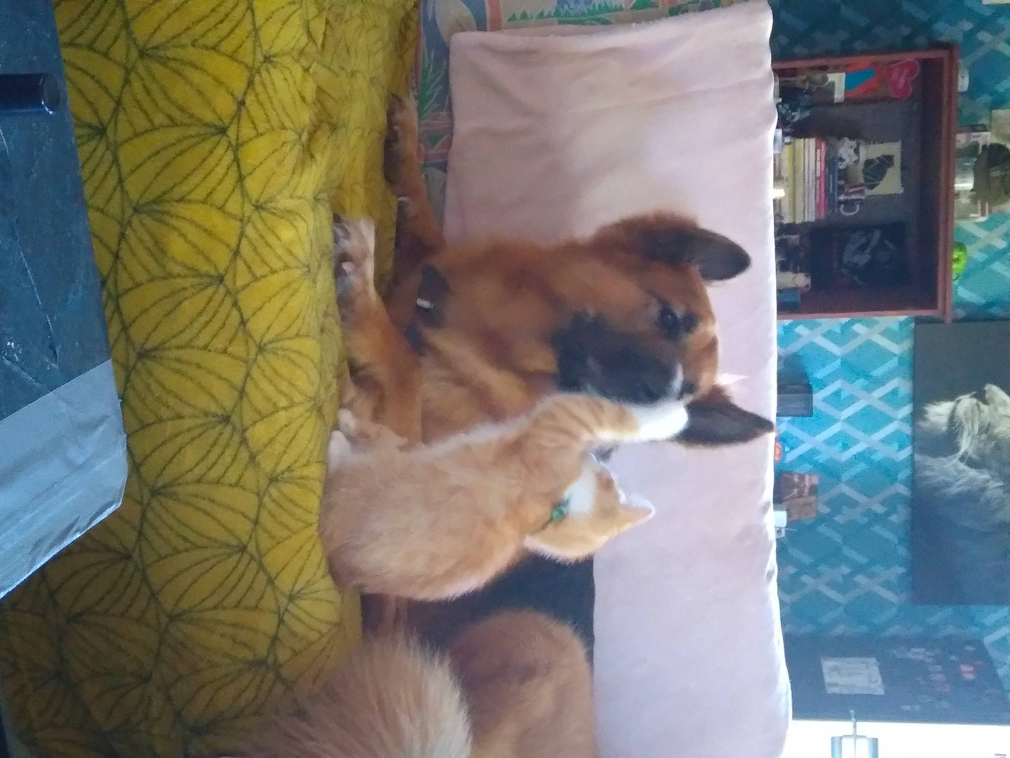 Puma participe au concours pour gagner de l'argent avec cette photo : art, canidae, comfort, companion_dog, display_device, dog, dog_breed, fawn, felidae, fur, nap, non_sporting_group, paw, room, small_to_medium_sized_cats, sporting_group, tail, toy_dog, whiskers, window