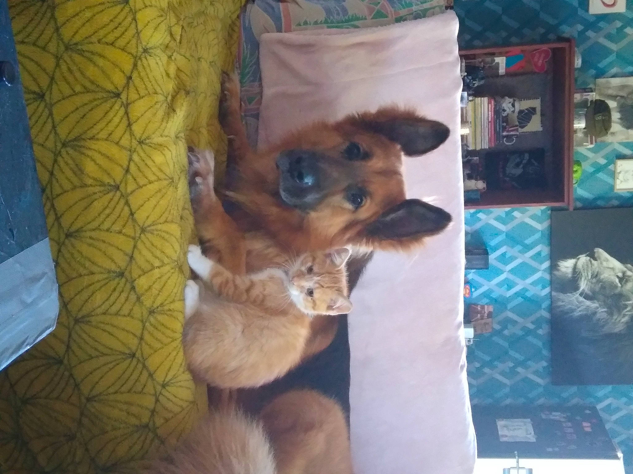 Puma a rejoint le concours — aidez-le/la à gagner de superbes lots ! art, bed, canidae, companion_dog, dog_breed, fawn, felidae, fur, liver, paw, plush, small_to_medium_sized_cats, snout, stuffed_toy, tail, toy, toy_dog, whiskers, working_animal