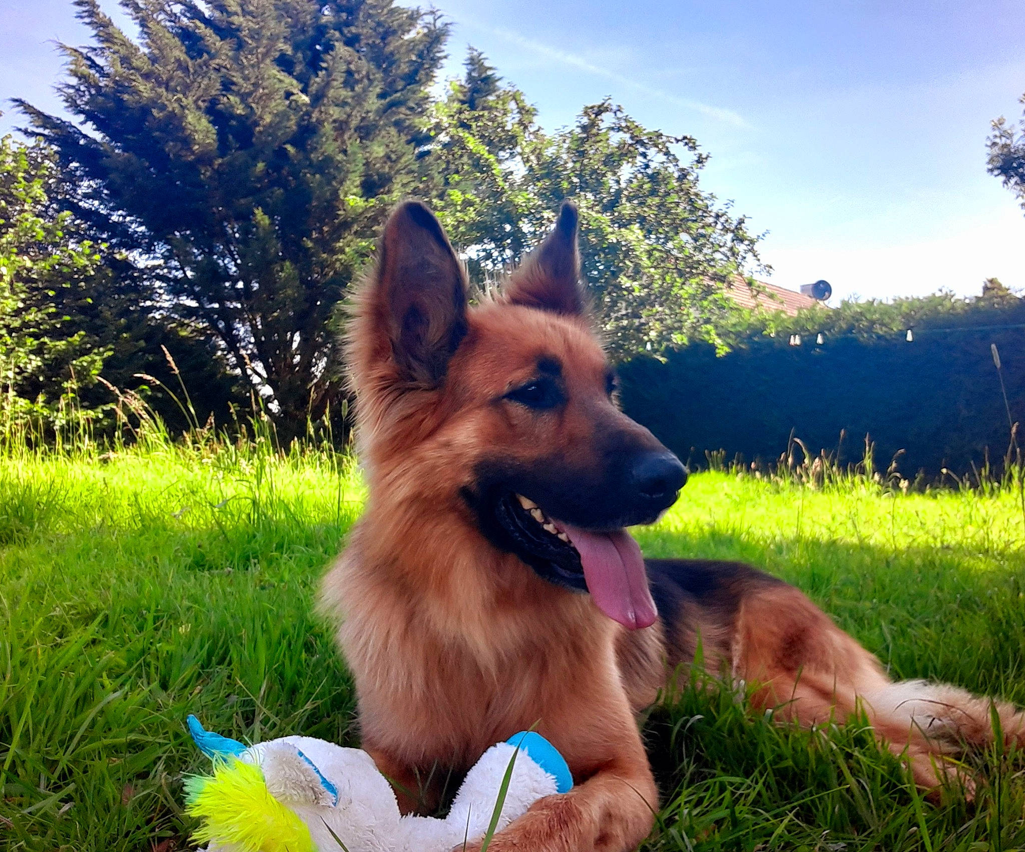 Puma a rejoint le concours — aidez-le/la à gagner de superbes lots ! carnivore, collar, companion_dog, dog, dog_breed, dog_supply, east_european_shepherd, electric_blue, fawn, german_shepherd_dog, grass, happy, herding_dog, people_in_nature, plant, sky, snout, sporting_group, tree, working_dog