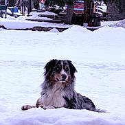 U Two a rejoint le concours — aidez-le/la à gagner de superbes lots ! alert, animal, background, blue_eyes, calm, canine, cold, dog, fur, fur_texture, landscape, nature, outdoor, pet, quiet, rustic, sitting, snow, tree, winter