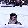 alert, animal, background, blue_eyes, calm, canine, cold, dog, fur, fur_texture, landscape, nature, outdoor, pet, quiet, rustic, sitting, snow, tree, winter