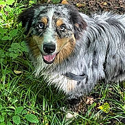 Utwo participe au concours pour gagner de l'argent avec cette photo : dog, australian_shepherd, heterochromia, outdoor, forest, greenery, grass, sunlight, happy, smiling, fur, animal, pet, nature, canine, leaf, daylight, mammal, friendly, collar