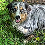dog, australian_shepherd, heterochromia, outdoor, forest, greenery, grass, sunlight, happy, smiling, fur, animal, pet, nature, canine, leaf, daylight, mammal, friendly, collar