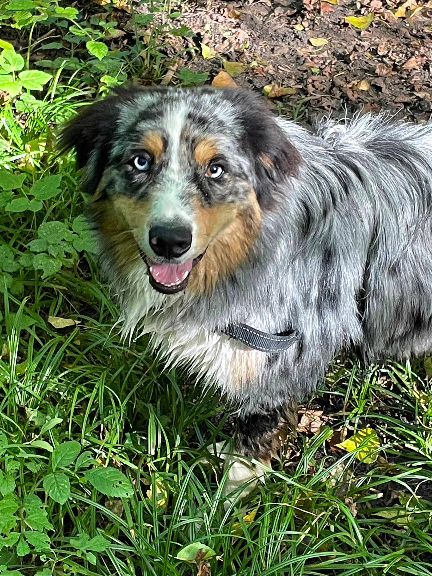 Utwo participe au concours pour gagner de l'argent avec cette photo : dog, australian_shepherd, heterochromia, outdoor, forest, greenery, grass, sunlight, happy, smiling, fur, animal, pet, nature, canine, leaf, daylight, mammal, friendly, collar