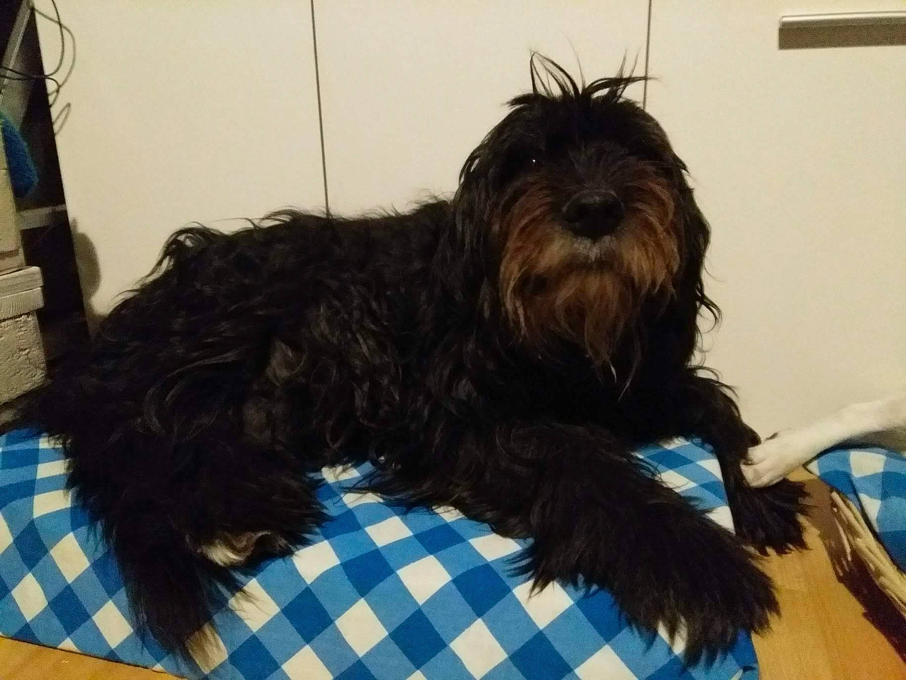 Audelice participe au concours pour gagner de l'argent avec cette photo : affenpinscher, bolonka, canidae, cao_da_serra_de_aires, carnivore, catalan_sheepdog, companion_dog, dog, dog_breed, kyi_leo, mammal, miniature_schnauzer, non_sporting_group, rare_breed_dog, schnoodle, sporting_group, terrier, tibetan_terrier, toy_dog, vertebrate