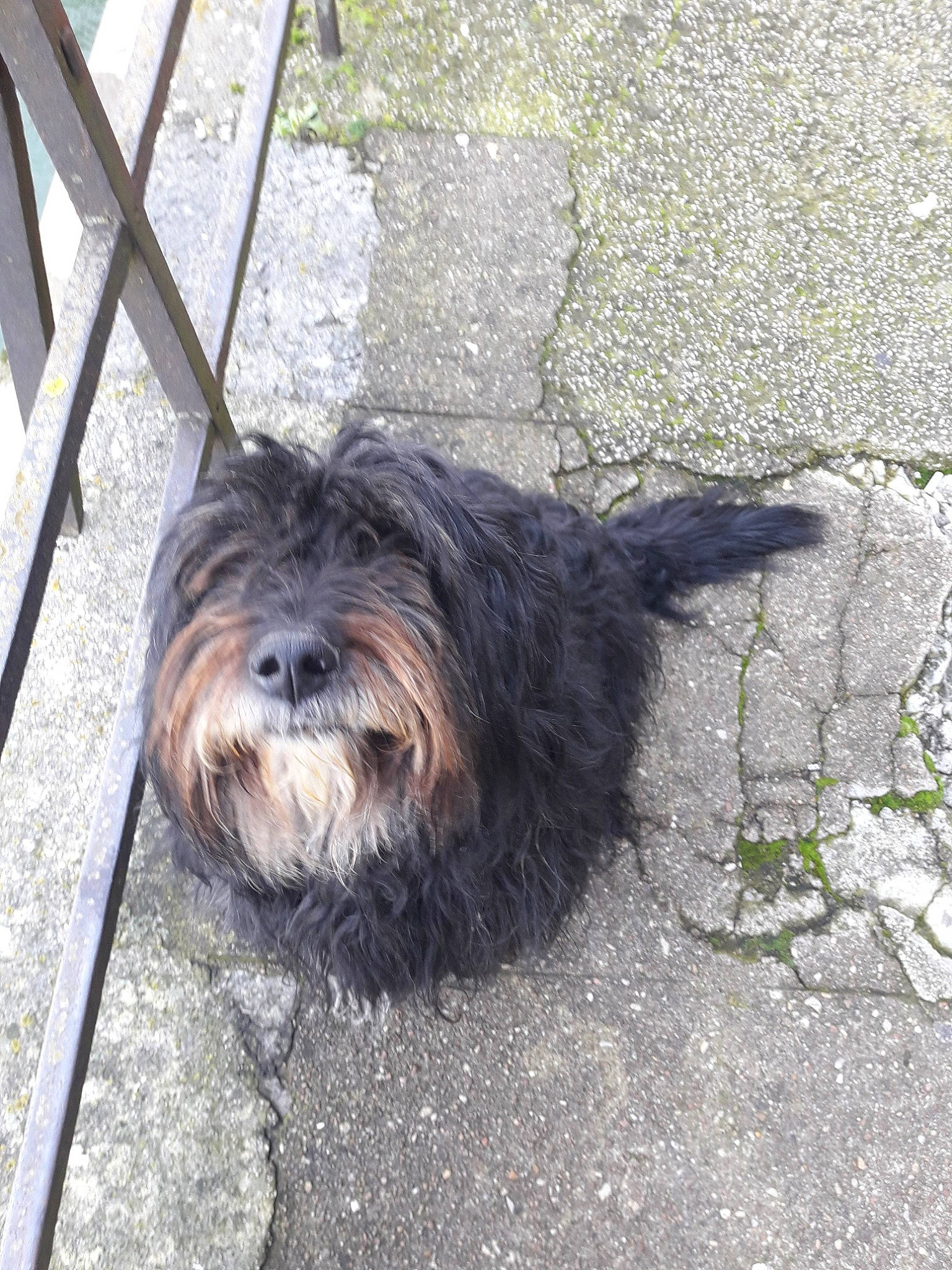 Audelice a rejoint le concours — aidez-le/la à gagner de superbes lots ! affenpinscher, bergamasco_shepherd, bolonka, canidae, cao_da_serra_de_aires, carnivore, catalan_sheepdog, dog, dog_breed, glen_of_imaal_terrier, lhasa_apso, mammal, polish_lowland_sheepdog, rare_breed_dog, sapsali, schapendoes, sporting_group, terrier, tibetan_terrier, vertebrate