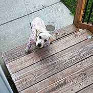 Sassy Ann is registered to the contest to win money with this photo: puppy, dog, pajamas, stairs, wood, outdoor, grass, concrete, food_bowls, leash, pet, animal, cute, looking_up, curious, daylight, home, backyard, wooden_stairs, canine
