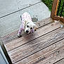 puppy, dog, pajamas, stairs, wood, outdoor, grass, concrete, food_bowls, leash, pet, animal, cute, looking_up, curious, daylight, home, backyard, wooden_stairs, canine
