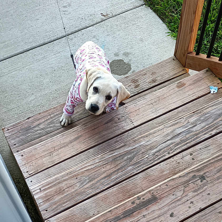 Sassy Ann is registered to the contest to win money with this photo: animal, backyard, canine, concrete, curious, cute, daylight, dog, food_bowls, grass, home, leash, looking_up, outdoor, pajamas, pet, puppy, stairs, wood, wooden_stairs