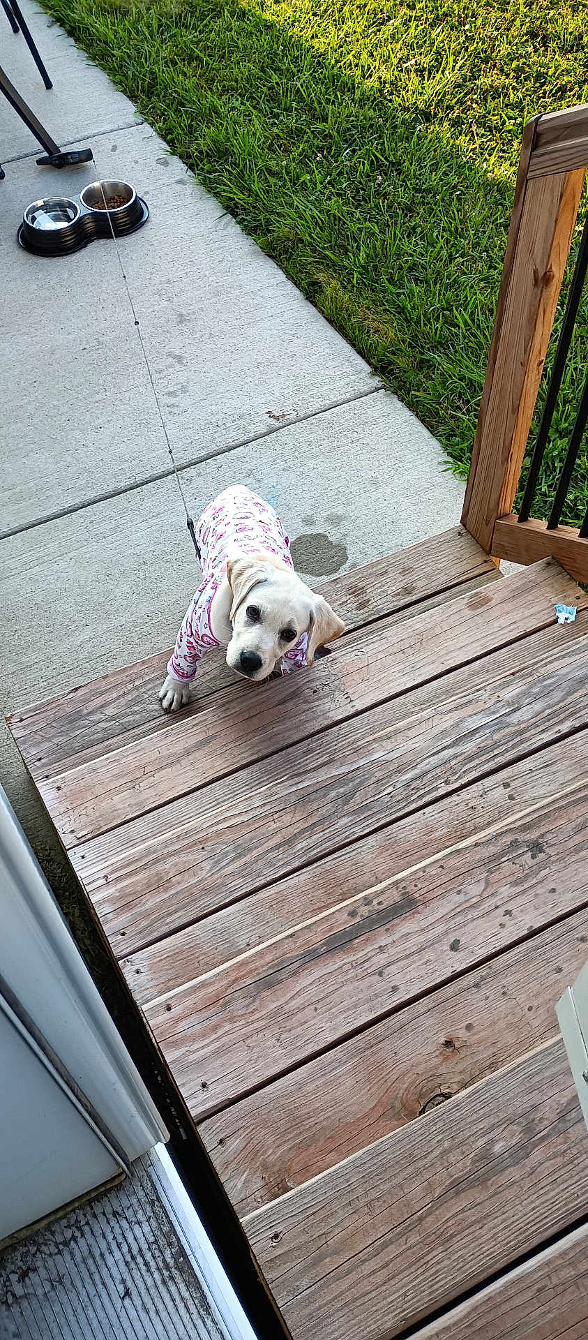 Sassy Ann is registered to the contest to win money with this photo: puppy, dog, pajamas, stairs, wood, outdoor, grass, concrete, food_bowls, leash, pet, animal, cute, looking_up, curious, daylight, home, backyard, wooden_stairs, canine