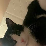 Yumi participe au concours pour gagner de l'argent avec cette photo : cat, black_and_white, pet, indoor, feline, curious, close_up, whiskers, ears, nose, bed, blanket, soft_light, texture, ceiling, collar, animal, portrait, resting, domestic